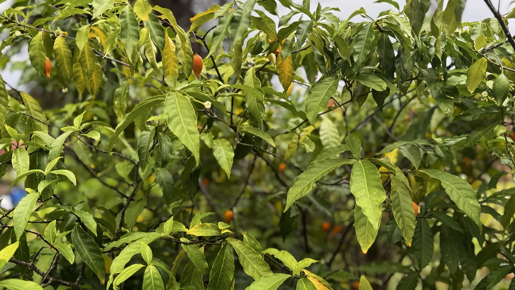 La végétation dans les jardins de Ndossi
